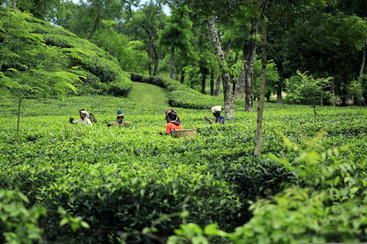 bangladesh, tea, garden-3535023.jpg